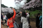 shinjukugyouen_20100403_1