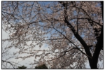 shinjukugyouen_20100403_36