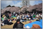 shinjukugyouen_20100403_42