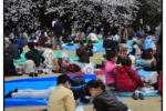 shinjukugyouen_20100403_5