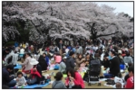 shinjukugyouen_20100403_6