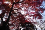 takaosan_r0010581