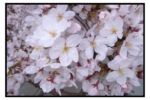 titech_R0014175