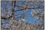 titech_nakamegur_20100330_10